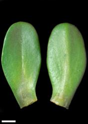 Veronica petriei. Leaf surfaces, adaxial (left) and abaxial (right). Scale = 1 mm.
 Image: W.M. Malcolm © Te Papa CC-BY-NC 3.0 NZ